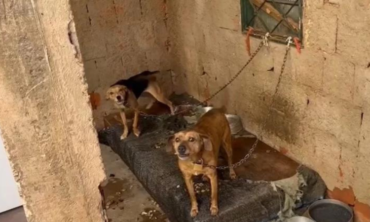 Polícia Militar resgata cães em situação de maus tratos em Presidente